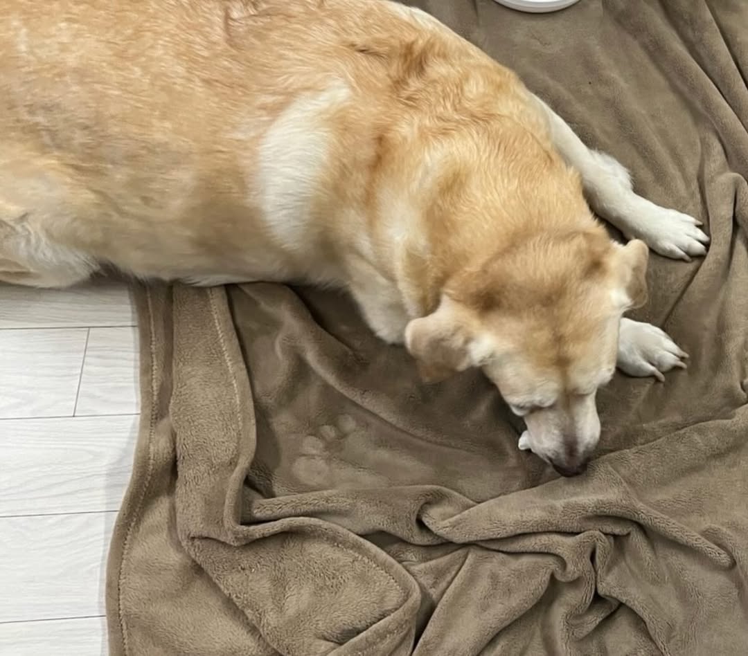 'AOA ' ǹξ, ı    "ϰ  ַ ؿ"